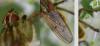 Scathophaga stercoraria